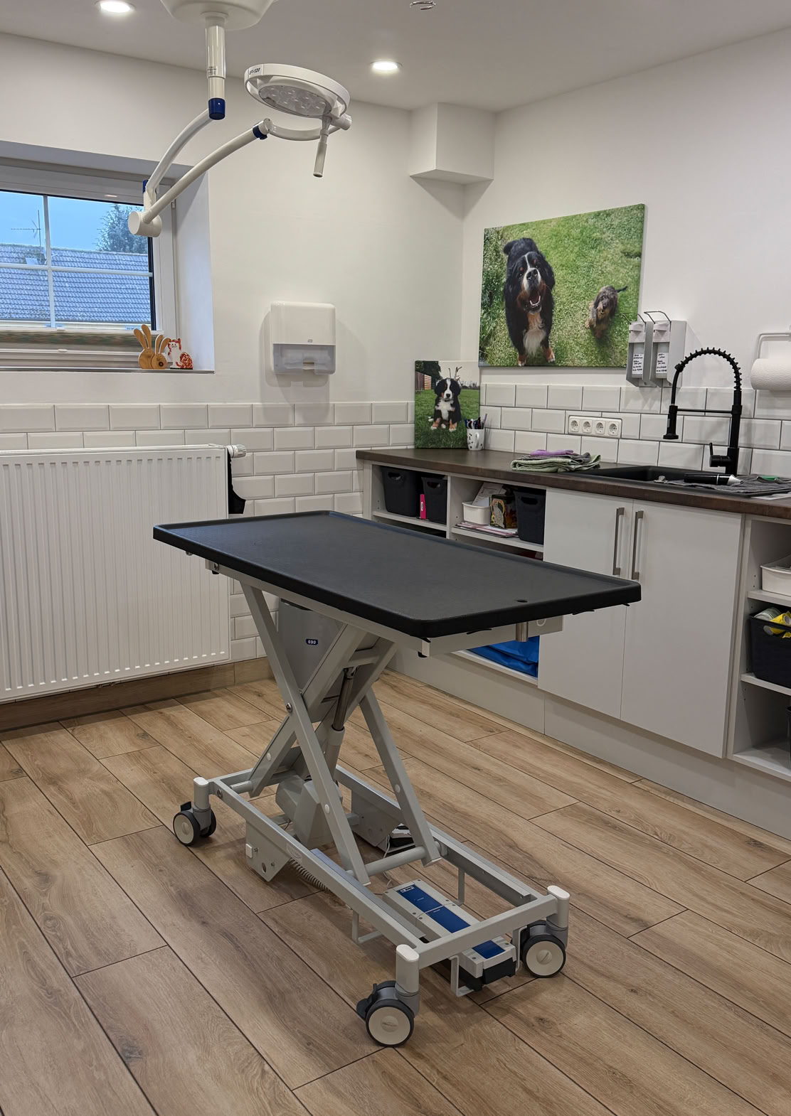 Ein kleiner Hund mit einem gemusterten Geschirr sitzt auf einem Metalltisch in einem hellen Raum mit weißen Schränken.
